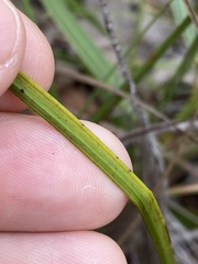 Haemodorum austroqueenslandicum