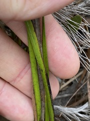Haemodorum austroqueenslandicum