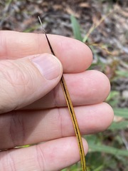 Haemodorum austroqueenslandicum