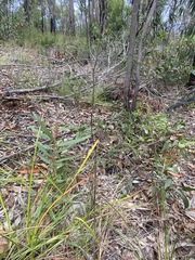 Haemodorum austroqueenslandicum