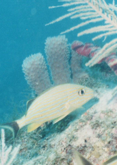 Callyspongia aculeata