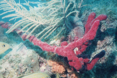 Amphimedon compressa