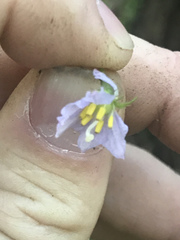 Solanum prinophyllum