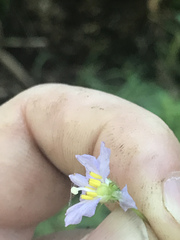Solanum prinophyllum