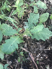 Solanum prinophyllum