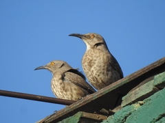 Toxostoma curvirostre