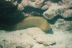 Gymnothorax funebris