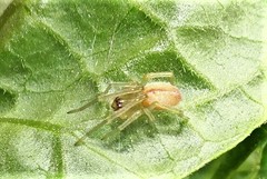 Cheiracanthium gracile