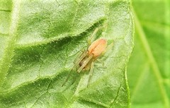 Cheiracanthium gracile