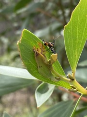 Catasphactes coprias