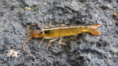 Betaeopsis aequimanus