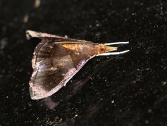 Hemiscopis violacea