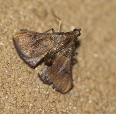 Endotricha dispergens