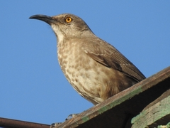 Toxostoma curvirostre