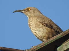 Toxostoma curvirostre