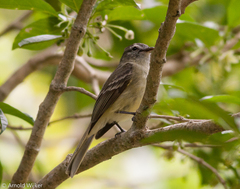 Phyllomyias fasciatus