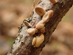 Macrotyphula contorta