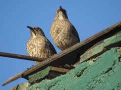 Toxostoma curvirostre