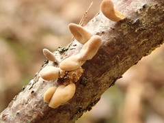 Macrotyphula contorta