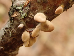 Macrotyphula contorta