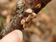 Macrotyphula contorta