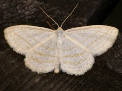 Scopula quadrilineata