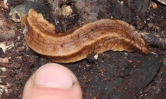 Chlamydephorus sexangulus