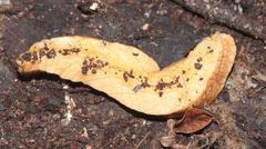 Chlamydephorus sexangulus