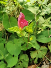Spigelia scabrella