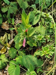 Spigelia scabrella