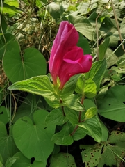 Spigelia scabrella