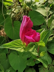 Spigelia scabrella