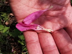 Spigelia scabrella
