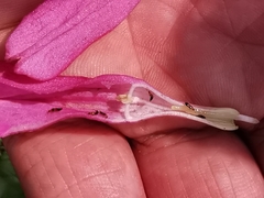 Spigelia scabrella