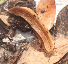 Chlamydephorus sexangulus