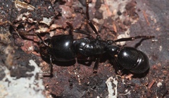 Plectroctena mandibularis