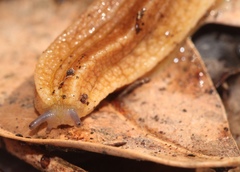 Chlamydephorus sexangulus