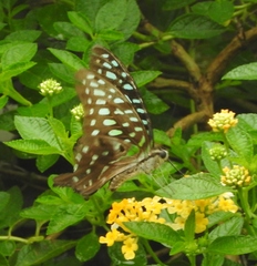Graphium agamemnon