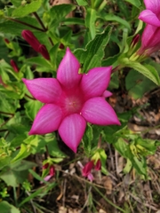 Spigelia scabrella