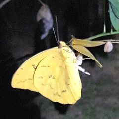 Phoebis philea philea