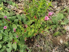 Spigelia scabrella
