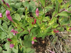 Spigelia scabrella