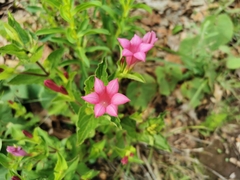 Spigelia scabrella