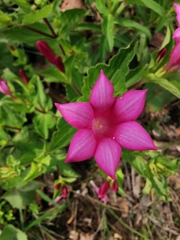 Spigelia scabrella