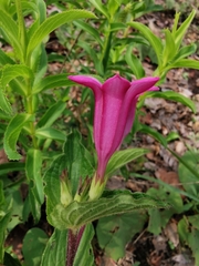 Spigelia scabrella