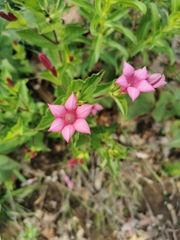 Spigelia scabrella