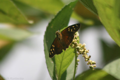 Augiades crinisus