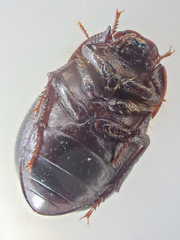 Eusattus dubius