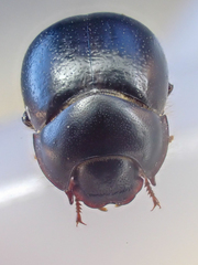Eusattus dubius