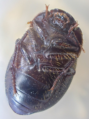 Eusattus dubius
